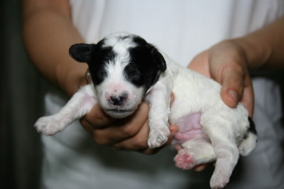 トイプードル白黒パーティーの子犬オス、生後1週間画像