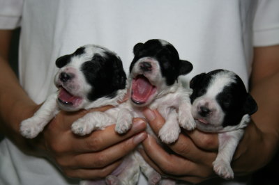 トイプードル白黒パーティーの子犬オス2頭メス1頭、生後1週間画像