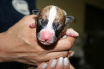 ウェルシュコーギーレッド＆ホワイト、生まれたばかりの子犬画像