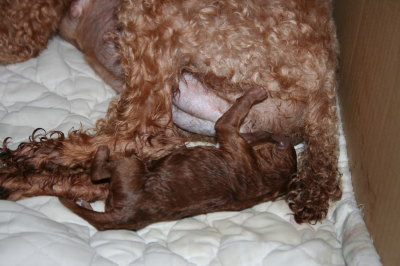 トイプードルレッド犬のお産(出産)画像