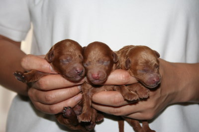 トイプードルレッドの子犬オス2頭メス1頭、生後3日画像