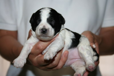 トイプードル白黒パーティーの子犬メス、生後2週間画像