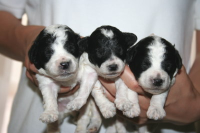 トイプードル白黒パーティーの子犬オス2頭メス1頭、生後2週間画像