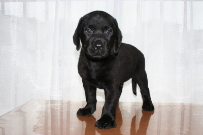 黒ラブ(ラブラドールブラック)の子犬オス、生後45日画像