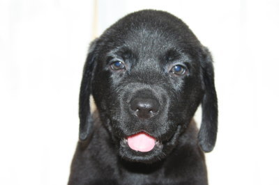 黒ラブ(ラブラドールブラック)の子犬オス、生後45日画像