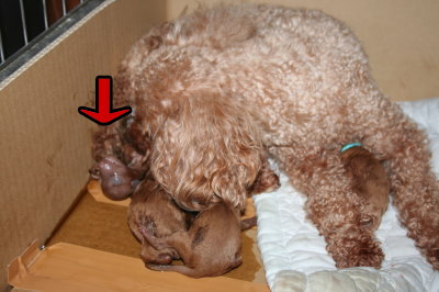 トイプードルレッド犬のお産(出産)画像