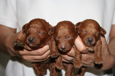トイプードルレッドの子犬オス2頭メス1頭、生後1週間画像