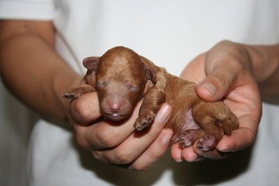 トイプードルレッドの子犬オス、生後3日画像