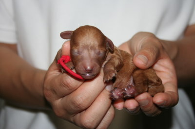 トイプードルレッドの子犬メス、生後3日画像