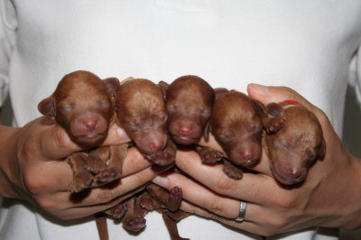 トイプードルレッドの子犬オス3頭メス2頭、生後3日画像