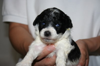 トイプードル白黒パーティーの子犬オス、生後3週間画像