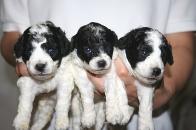 トイプードル白黒パーティーの子犬オス2頭メス1頭、生後3週間画像