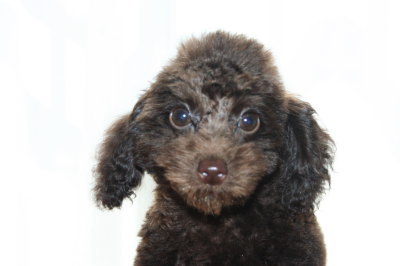 トイプードルブラウンの子犬オス、生後3ヶ月画像