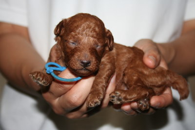 トイプードルレッドの子犬オス、生後2週間画像