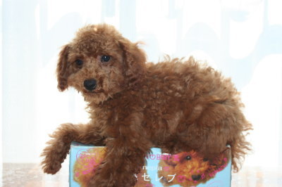 トイプードルレッドの子犬オス、生後3ヶ月半画像