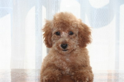 トイプードルアプリコットの子犬メス、生後3ヶ月半画像