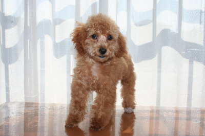 トイプードルアプリコットの子犬メス、生後3ヶ月半画像
