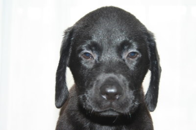 ラブラドールブラック(黒ラブ)の子犬オス、生後2ヶ月画像