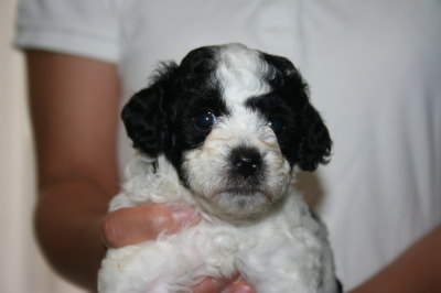 トイプードル白黒パーティーの子犬メス、生後4週間画像