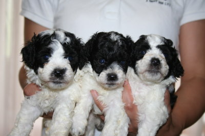 トイプードル白黒パーティーの子犬オス2頭メス1頭、生後1ヶ月画像