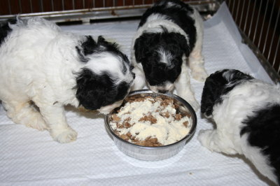 トイプードル白黒パーティーの子犬オス2頭メス1頭、生後1ヶ月、離乳食画像