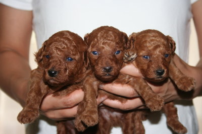 トイプードルレッドの子犬オス2頭メス1頭、生後3週間画像
