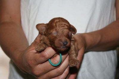 トイプードルレッドの子犬オス、生後２週間画像