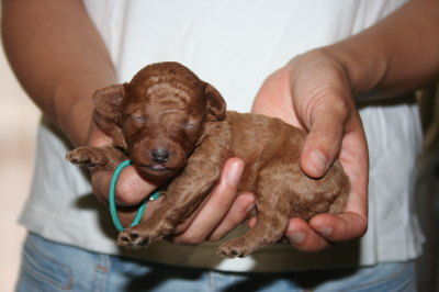 トイプードルレッドの子犬オス、生後２週間画像