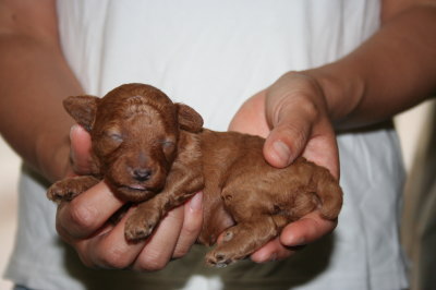 トイプードルレッドの子犬メス、生後２週間画像