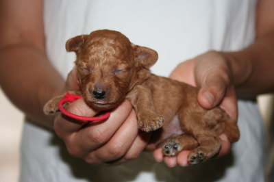 トイプードルレッドの子犬メス、生後２週間画像