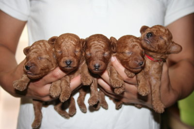 トイプードルレッドの子犬オス3頭メス2頭、生後２週間画像