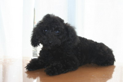 トイプードルブラック(黒色)の子犬メス、生後100日画像