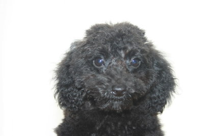 トイプードルブラック(黒色)の子犬メス、生後100日画像