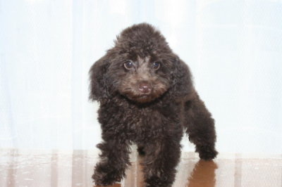 トイプードルブラウンの子犬オス、生後100日画像