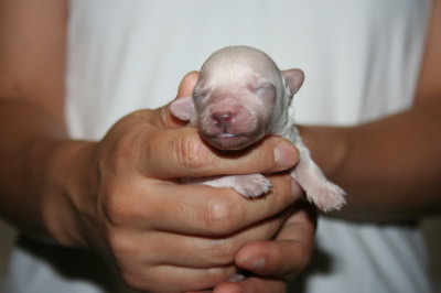 トイプードルホワイト(白色)の子犬メス、生後3日画像