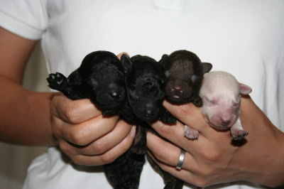 トイプードルの子犬、ブラックオスメスブラウンオスホワイトメス、生後3日画像