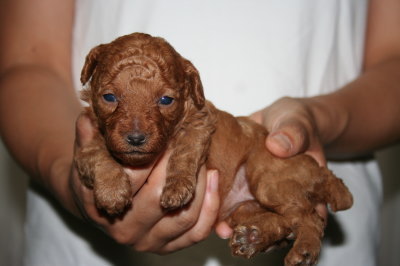 トイプードルレッドの子犬メス、生後3週間画像