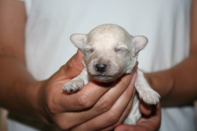 トイプードルホワイト(白色)の子犬メス、生後1週間画像