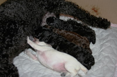 トイプードルブラックオスメスブラウンオスホワイトメスの子犬、生後1週間画像