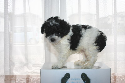 トイプードル白黒パーティーの子犬オス、生後6週間画像