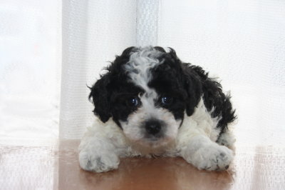 トイプードル白黒パーティーの子犬メス、生後6週間画像