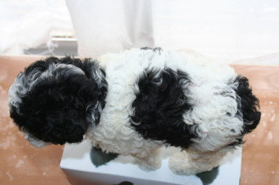 トイプードル白黒パーティーの子犬メス、生後6週間画像