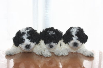トイプードル白黒パーティーの子犬オス2頭メス1頭、生後6週間画像