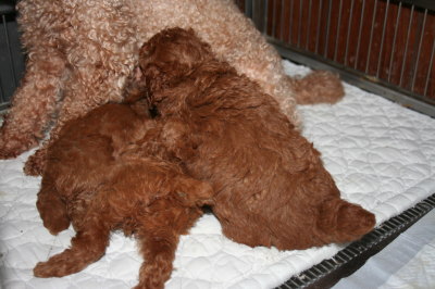 トイプードルレッドの子犬オス2頭メス1頭、生後5週間画像