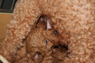トイプードルレッドの子犬オス3頭メス2頭、生後4週間画像