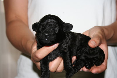 トイプードルブラック(黒色)の子犬オス、生後2週間画像