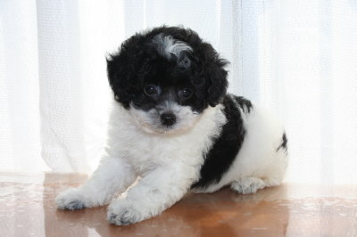 トイプードル白黒パーティーの子犬オス、生後7週間画像