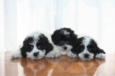 トイプードル白黒パーティーの子犬オス2頭メス1頭、生後7週間画像