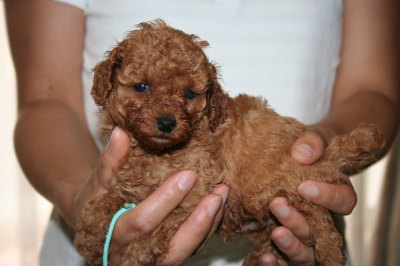 トイプードルレッドの子犬オス、生後5週間画像