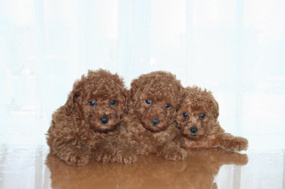 トイプードルレッドの子犬オス2頭メス1頭、生後6週間画像
